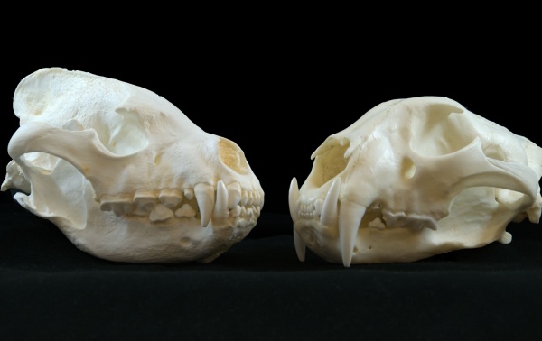 La ausencia de homínidos en Atapuerca hace 600.000 años pudo deberse a la competencia.